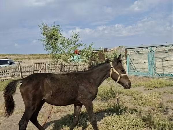 Mare, Kazakh horse