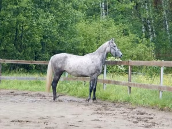 Horse (M), Horses