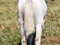 母马, Quarter Horse — 照片 6