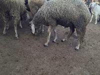 Baran, Baerchuke sheep — zdjęcie 1