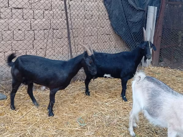 Oğlak, Saanen goat