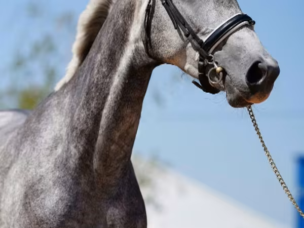 Mare, Horses
