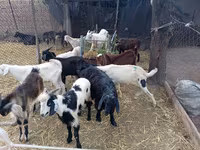 Oğlak, Pomellata goat — foto 1