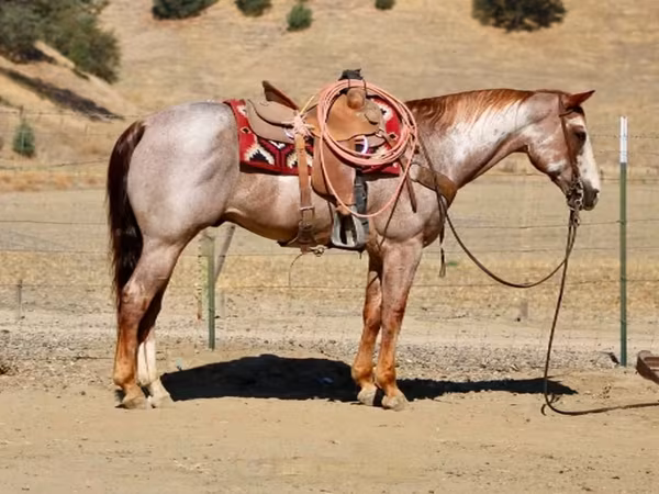 Horse (M), National Show Horse