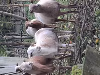 Carneiro, Katum sheep — foto 3
