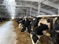 Kuh, Holstein-Rasse — Foto 5