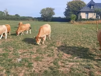 Cow, Aubrac cattle — photo 7