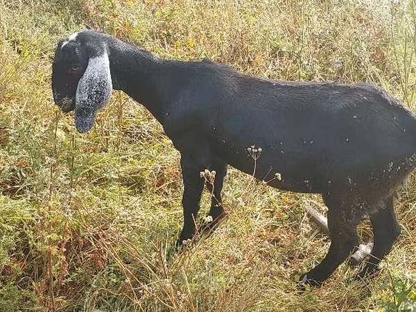 Cabra, Nubian Goat