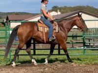 Kobyła, Quarter Horse — zdjęcie 2