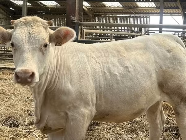 Cow, Charolais cattle