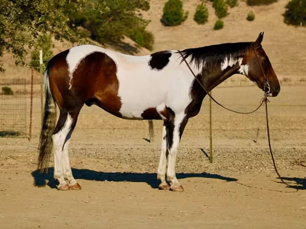 حصان, National Show Horse