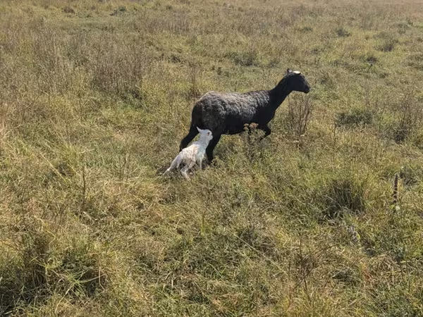 Ovelha, Romanov sheep