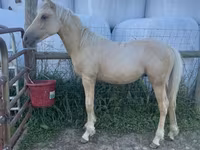 Horse (M), Palomino — photo 1