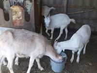 बकरी, LaMancha goats — फ़ोटो 5