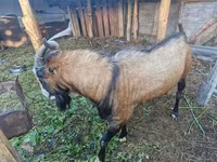 Bode, LaMancha goats — foto 1