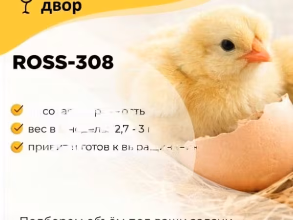 Ross 308