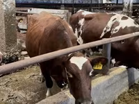 Kuh, Holstein-Rasse — Foto 7
