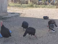 Norfolk Black — foto 5