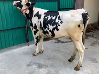 Vache, Race Holstein — photo 5