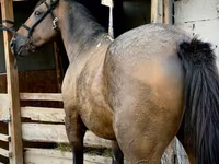 Cheval, French Trotter — photo 3