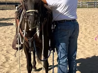 Horse (M), Horses — photo 1