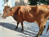 İnek, Red Estonian cattle — foto 1