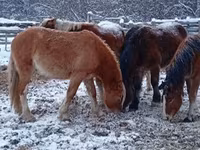 Cheval, Chevaux — photo 8