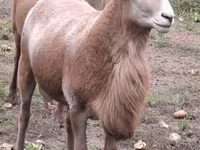 Carneiro, Katum sheep — foto 6
