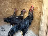 Chickens — 照片 3