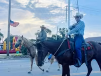 Cheval, Quarter Horse — photo 5