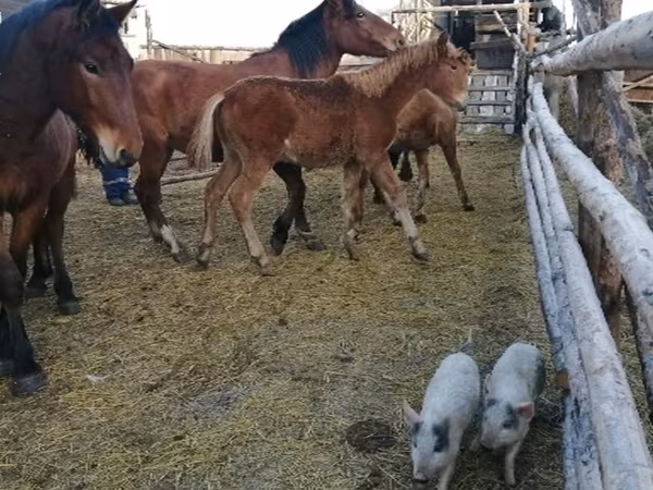 Mare, Horses