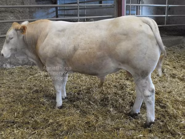Bull, Blonde d’Aquitane cattle