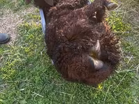 Carnero, Katum sheep — foto 6