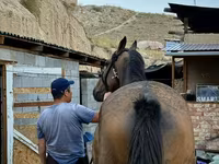 Cheval, French Trotter — photo 2