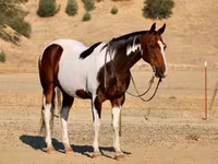 Hengst, National Show Horse — Foto 6