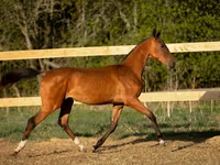 Cheval, Akhal-Teke — photo 4