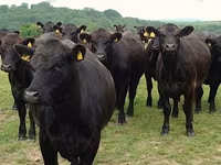 母牛, Swiss cattle — 照片 6