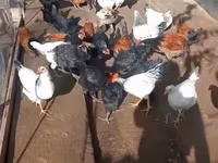 Chickens — फ़ोटो 5