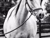 Horse (M), National Show Horse — photo 4