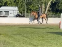 Horse (M), Rocky Mountain Horse — photo 2