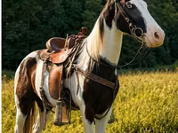 Horse (M), Appaloosa — photo 1