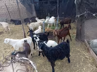 Oğlak, Pomellata goat — foto 2