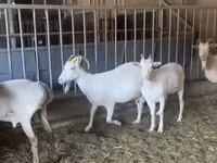 Keçi, Pomellata goat — foto 4