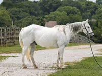 Horse (M), National Show Horse — photo 1