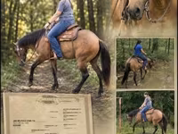 Kısrak, Quarter Horse — foto 1