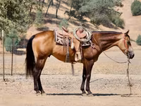 حصان, Quarter Horse — الصورة 6