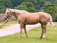 Cheval, Quarter Horse — photo 2