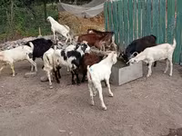 Oğlak, Pomellata goat — foto 4