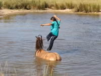 Cavalo, Gypsy horse — foto 3