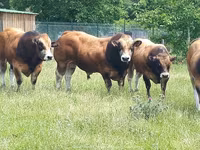 Bull, Partenaise cattle — photo 1